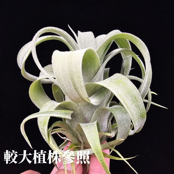 旋風大開曼×電捲燙(長大很美)/Tillandsia flexuosa Grand Cayman × streptophylla~旋風大開曼交種好像都不令人失望！圖四、五較大植株參照！ 