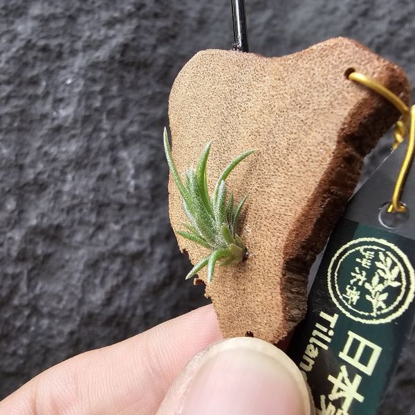日本第一~小小型、易叢生/Tillandsia Neglecta 