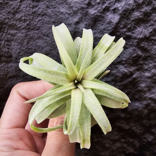 電捲燙×龍精靈-側芽非實生/Tillandsia streptophllya × ionantha Ron 