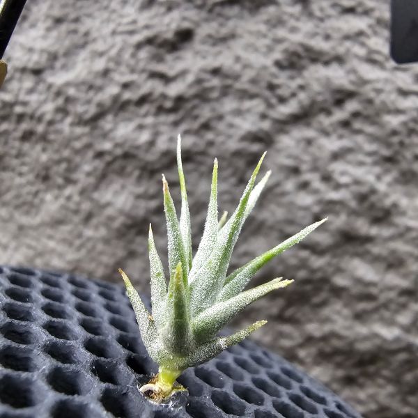 迷你樹猴胖男孩 × 雨林蘿莉(稀)/Tillandsia streptocarpa 'fat boy' × loliacea(RFI) 