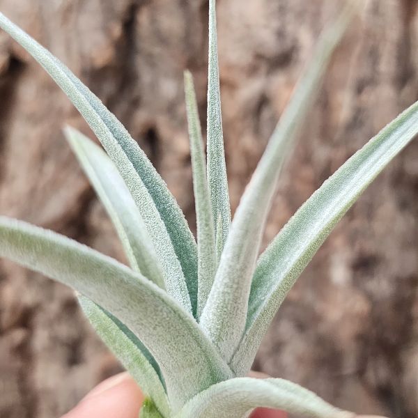 白星/Tillandsia White Star 