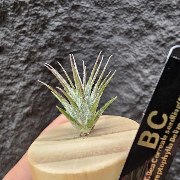 BC實生~會顯色(史蒂夫)/Tillandsia Bea Correale seedling(Steve)~側芽單價高~實生可愛慢慢養~ 