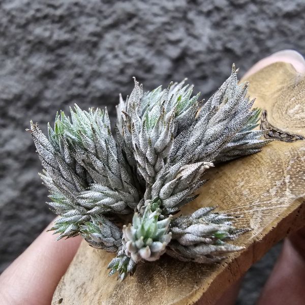 彈頭(野採)/Tillandsia pedicellata(Argentina) 