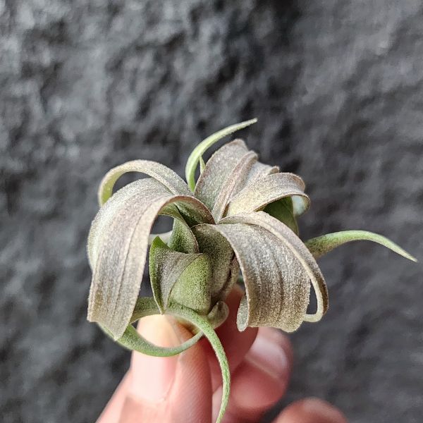 RR(雨林)/Tillandsia Regal Rene(RFI) 