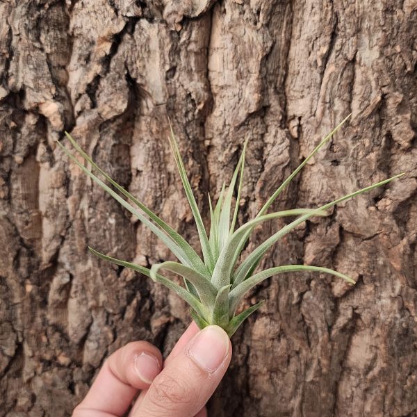空可樂×費西古拉塔/Tillandsia Concolor x Fasciculata 
