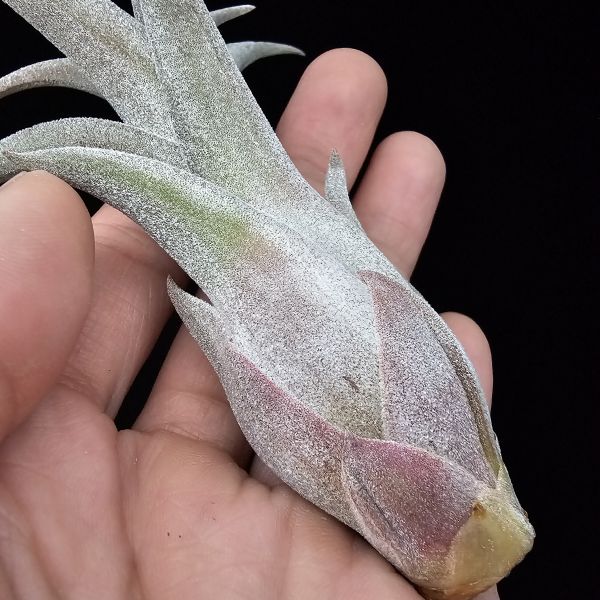 線西野獸(顯紅)首輪肥芽/Tillandsia 'Xianxi Beast'(Mali Dofitas × streptophylla Mexico)~展現了雙親本的特色，長年顯色，毛感厚實。 