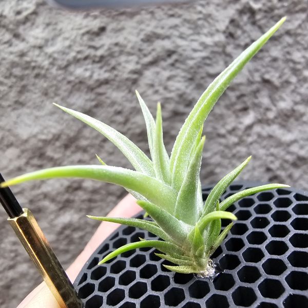 白天鵝×電捲燙貝里斯/Tillandsia barfussii × streptophylla Belize 