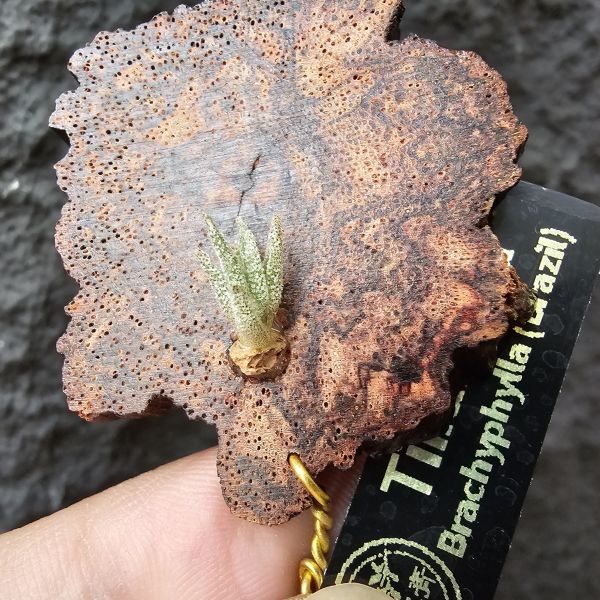 B燒(正版B台產芽)Tillandsia Brachyphylla (Brazil) 