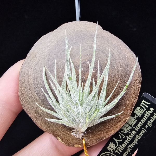 New~小矮人精靈×雞爪(精靈爪?)/Tillandsia ionantha Enano(Tropiflora) × glabrior~熱帶'小矮人精靈'與銀葉質感的'雞爪'交種，有點奇葩XD~叢生滿美、毛毛的~ 