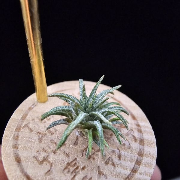 毛球變/Tillandsia atroviridipetala var. yagulensis(Mexico) 