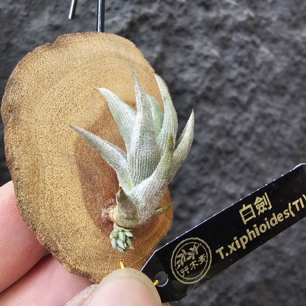 白劍/Tillandsia xiphioides(TI) 