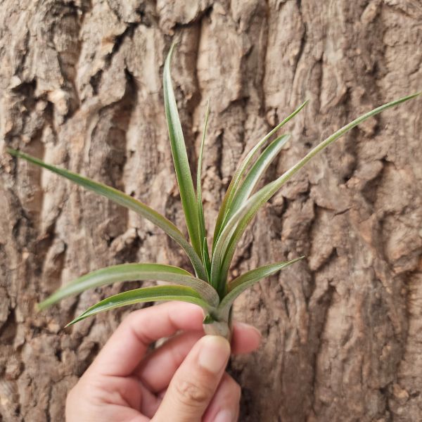 卡比他他-馬龍(TI)/Tillandsia Capitata Maroon 