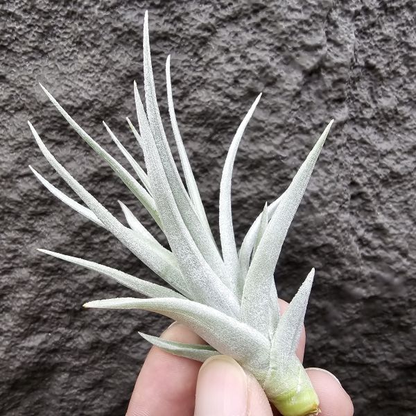 雷卡維芙莉亞(美美的芽)/Tillandsia recurvifolia 'leon' 