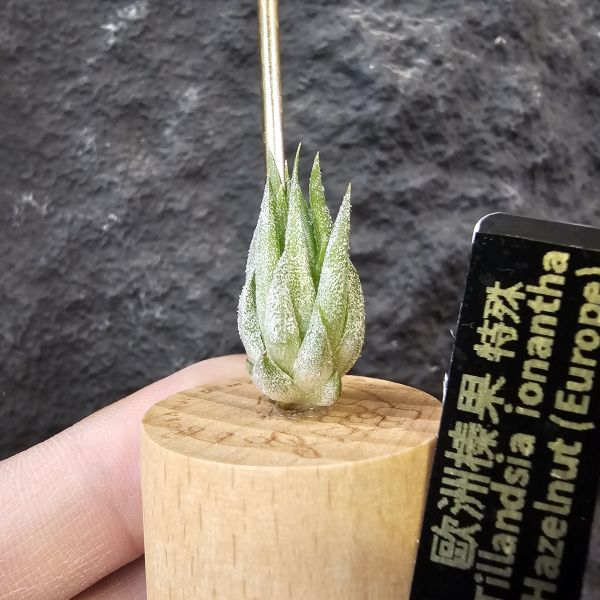 歐洲榛果(特殊)/Tillandsia ionantha Hazelnut (Europe)先前上架一掃而空的特殊個體，實際相較與一般的歐洲榛果有明顯差異，成株會更有肉感也大型些！早期由歐洲取得單一母株栽培的後代植株！ 