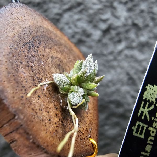 白天鵝(實生叢)/illandsia barfussii seedling 