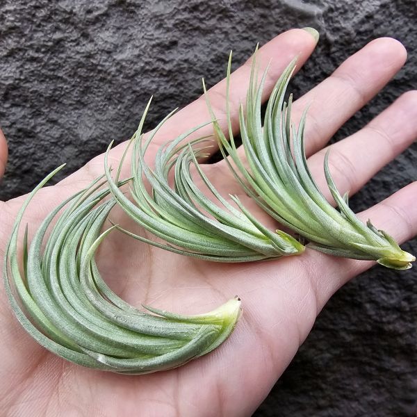 Tillandsia tenuifolia var. saxicola(SS尺寸不挑株)紫水晶變異型態較小型個體，與T.tenuifolia Bronze Tip很相似，以來源名稱為主，T.tenuifolia的個體也相當多變，實際上有無個體差異也不好判別，此品未曾見開花過！側上木會呈勾勾的型態相當漂亮！ 