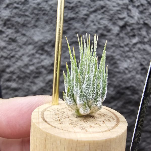 花生米小精靈(早期)/Tillandsia ionantha peanut 