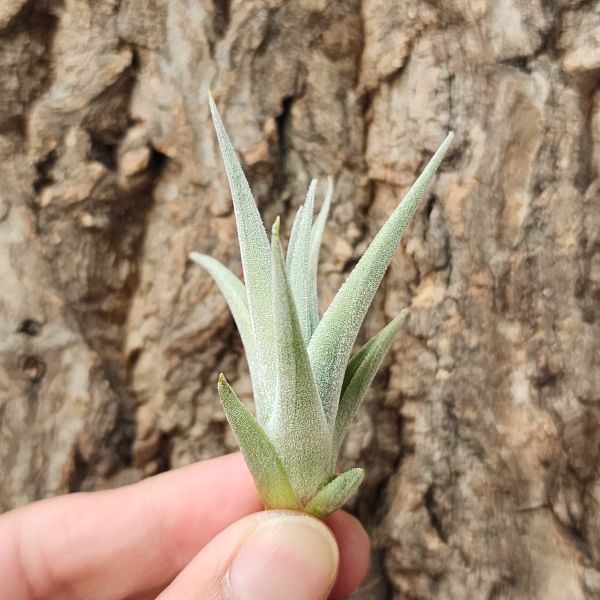 橘色花/Tillandsia Recurvifolia 