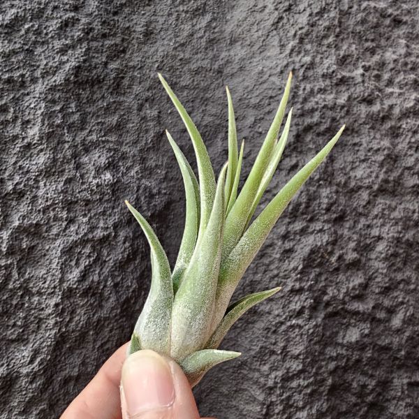 小精靈×女王頭(首輪芽)/Tillandsia ionantha × caput-medusae 