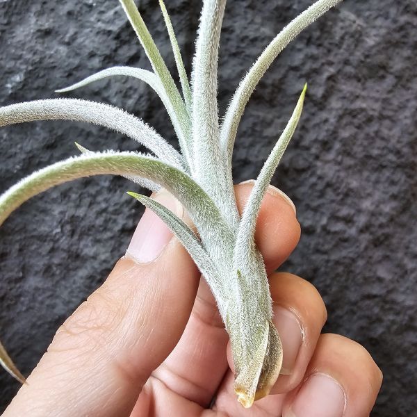 歐洲眉刷/Tillandsia cardenasii(Europe) 