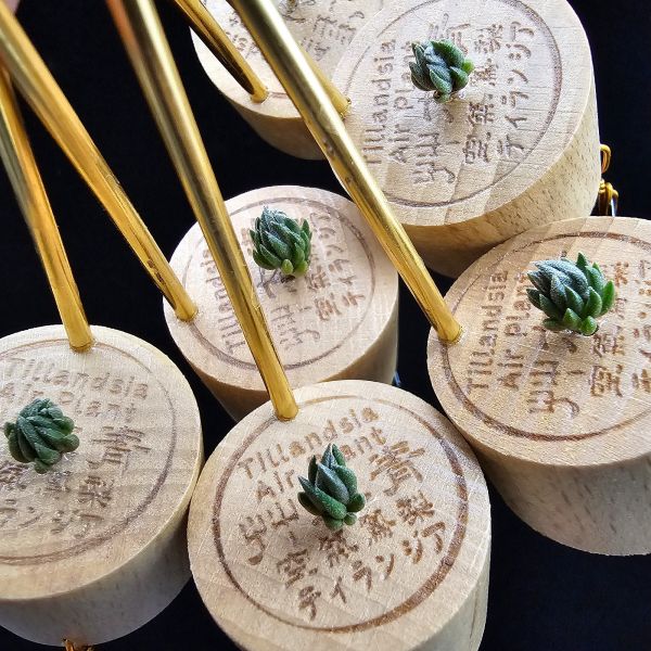 New~初戀(烏拉圭)×銀冰(不挑株)	/Tillandsia arequitae(UY) × chiletensis~新品單株特價，有六株。 