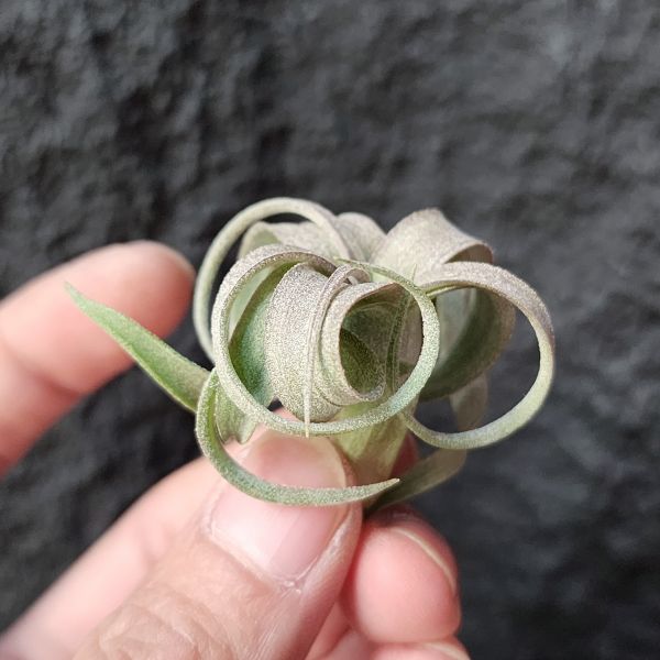RR(雨林)/Tillandsia Regal Rene(RFI) 