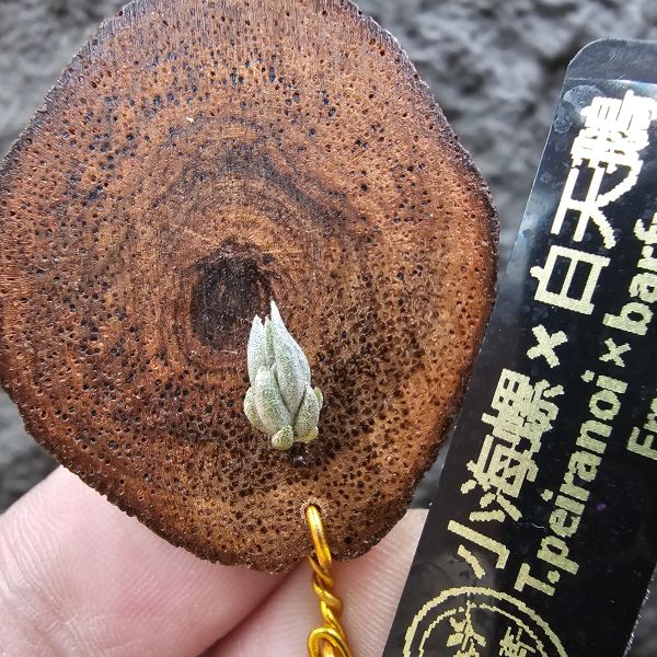 小海螺×白天鵝(From JoLi)/Tillandsia peiranoi × barfussii 