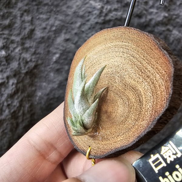 白劍/Tillandsia xiphioides(TI) 