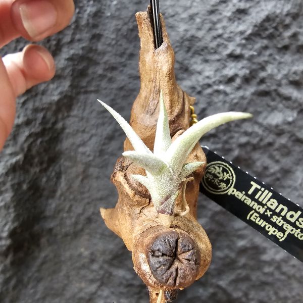 海螺×streptocarpa/Tillandsia peiranoi × streptocarpa(Europe)~來源為歐洲玩家 