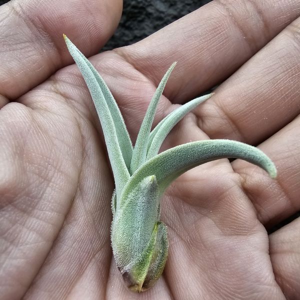 德K白天鵝X？(圖四、五母株參考)/Tillandsia barfussii X？(KK)德國農場相當高價的大型白天鵝！母株購買時近3W，具描述可能是與雪鵝SP.的交種，與常見的白天鵝相較看似有偏白些，有無差異則依個人的主觀判斷覺得有收藏價值在購買！ 