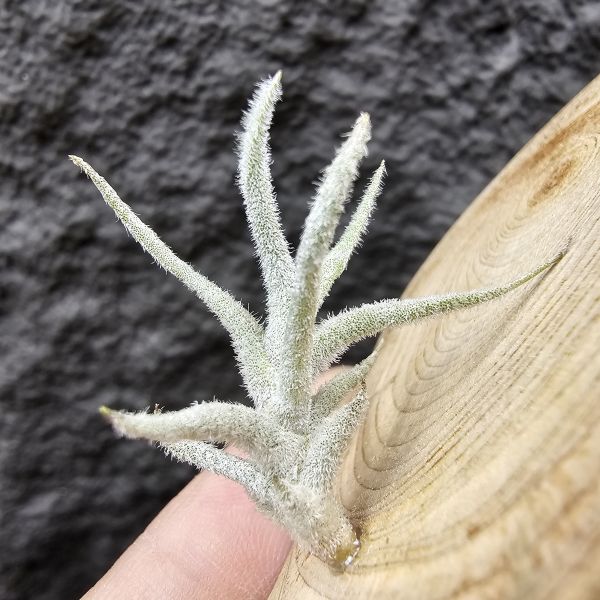 Tillandsia balsasensis(Europe)歐洲正確的巴爾薩斯，少見流通。 