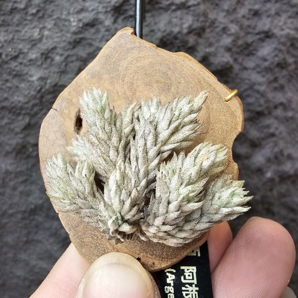 彈頭(肥短葉)/Tillandsia pedicellata(Argentina)~商店所販售彈頭品項~皆為嚴格挑選植株、無枯萎品項！ 