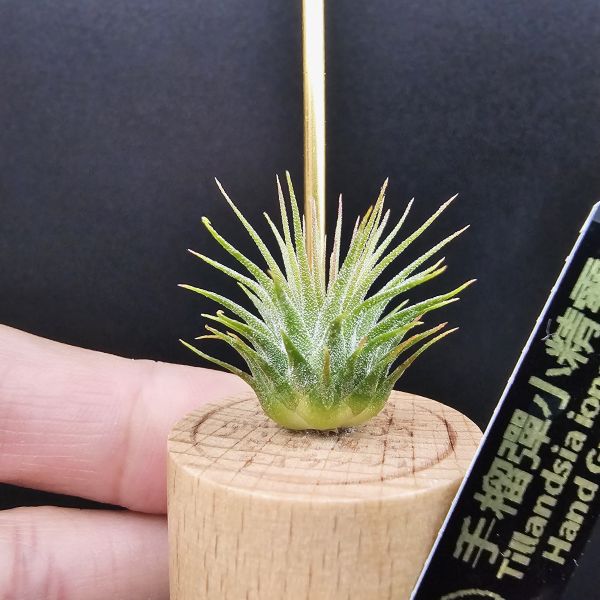手榴彈小精靈(早期)/Tillandsia ionantha Hand Grenade 