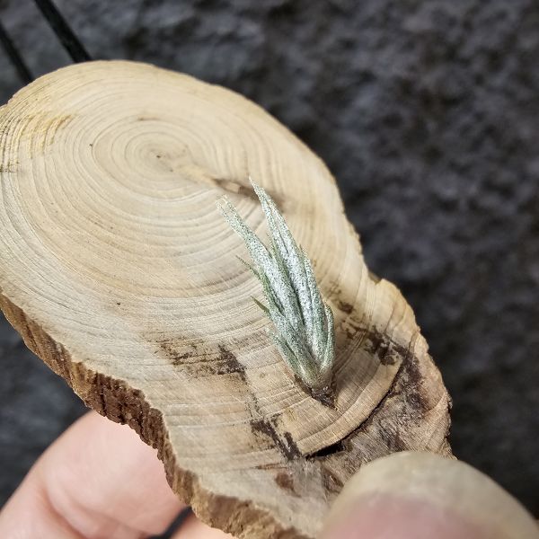 歐洲阿Q×TY/Tillandsia arequitae × Ty(ehlersiana × bulbosa)~YY 