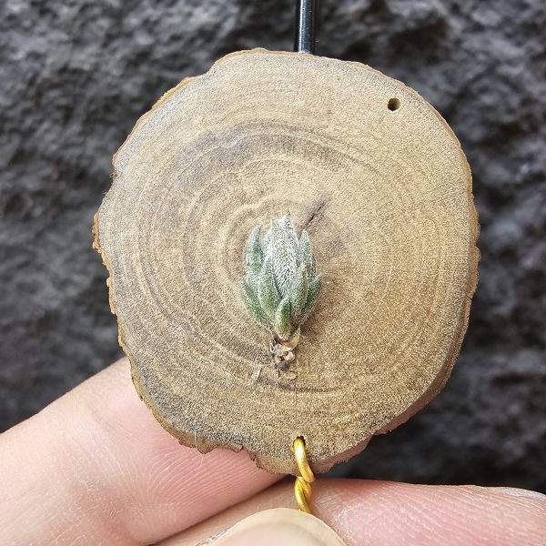 雪鵝×銀冰/Tillandsia SP. × Chiletensis 