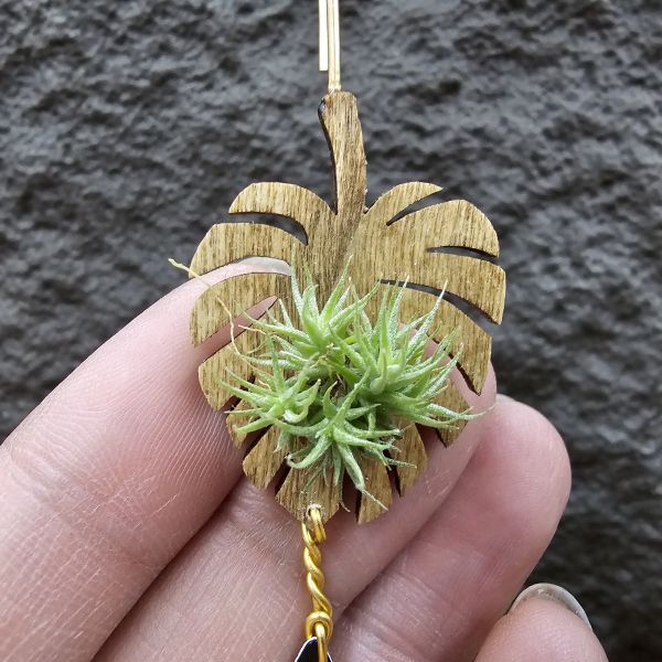 草皮鳳(實生叢)/Tillandsia tricholepis seedling 