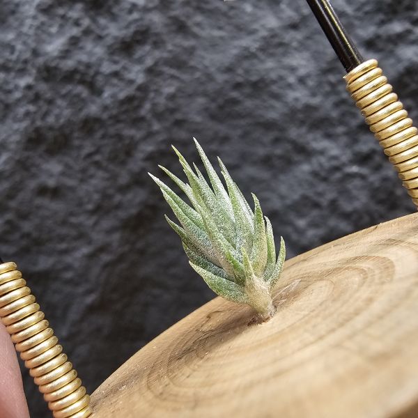 xip黃花× (電捲×子彈)/Tillandsia xiphioides v. lutea × bird rock symmetry 