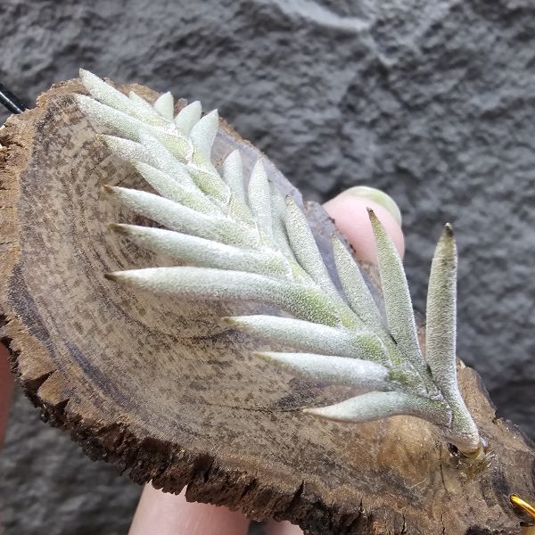 Tillandsia capillaris(Europe)~歐洲卡畢、植株不小未見過開花的型態。 