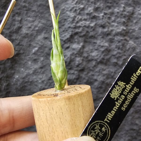 螺絲(實生)/Tillandsia Subulifera seedling~建議養在散射光明亮處避免直曬 