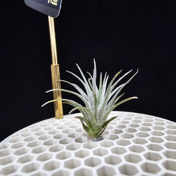 熱帶K燒×薄變小型(Joli)/Tillandsia kautskyi(Tropiflora) × gardneri v. rupicola(TI) 