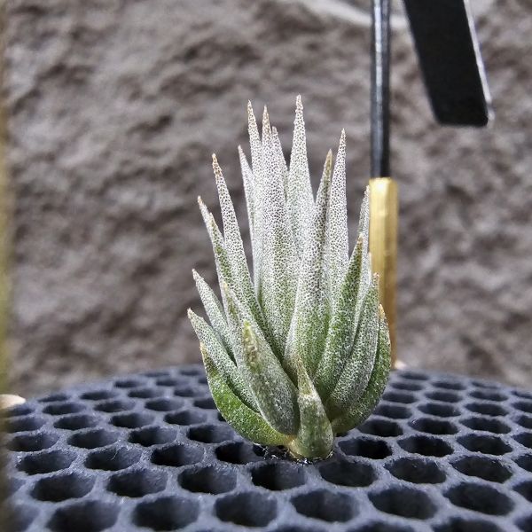 橙花媳婦×龍精靈/Tillandsia erici × ionantha Ron(TI)~From JoLi 