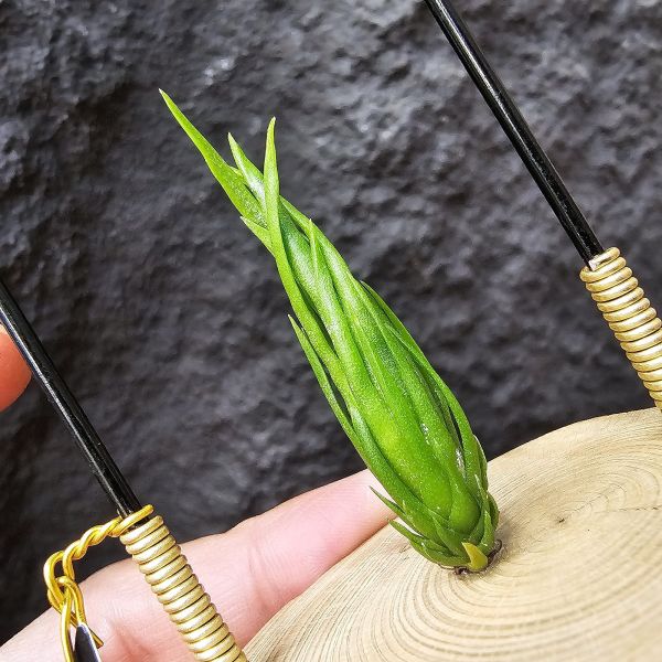 螺絲(限定特價)/Tillandsia Subulifera 