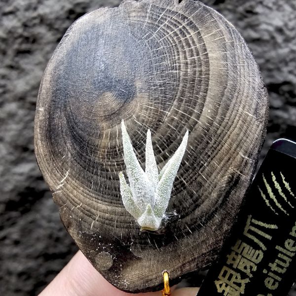 銀龍爪/Tillandsia sp. ei tule mexico 