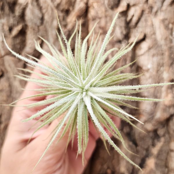 雞毛撢子-厄瓜多(plantaflor)/Tillandsia Tectorum Ecudaor 