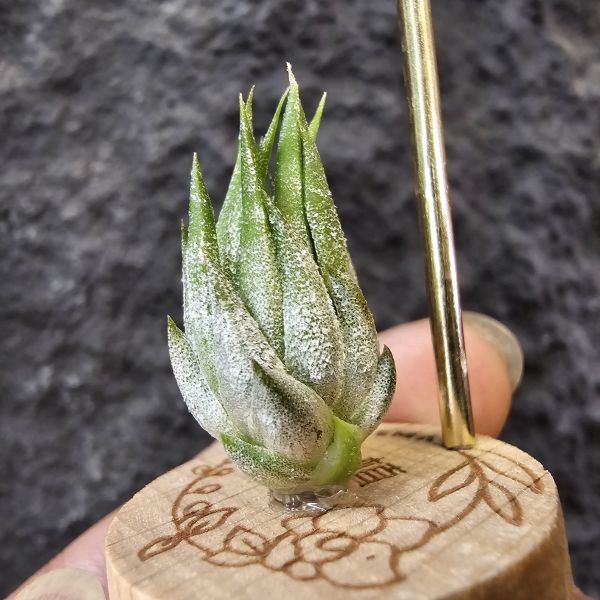 歐洲榛果(特殊)/Tillandsia ionantha Hazelnut (Europe)先前上架一掃而空的特殊個體，實際相較與一般的歐洲榛果有明顯差異，成株會更有肉感也大型些！早期由歐洲取得單一母株栽培的後代植株！ 