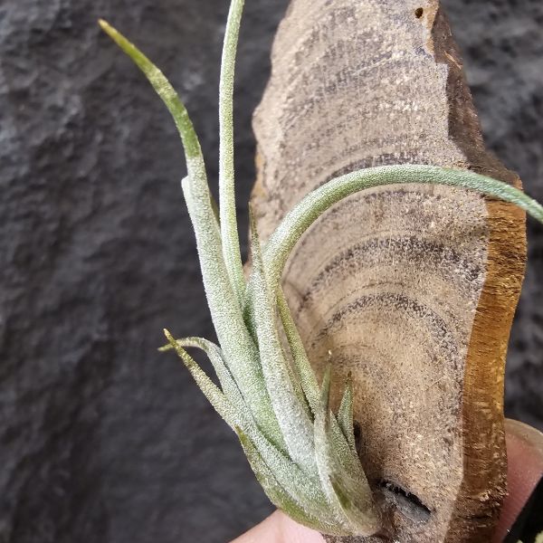 Tillandsia zecheri var. cafayatensis(Europe) 