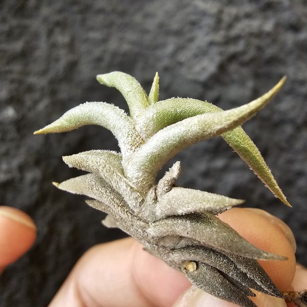 赫塔minor/Tillandsia Hirta minor~與一般尺寸的赫塔magio差別為minor的成株尺寸小一半、葉片較肥短~ 