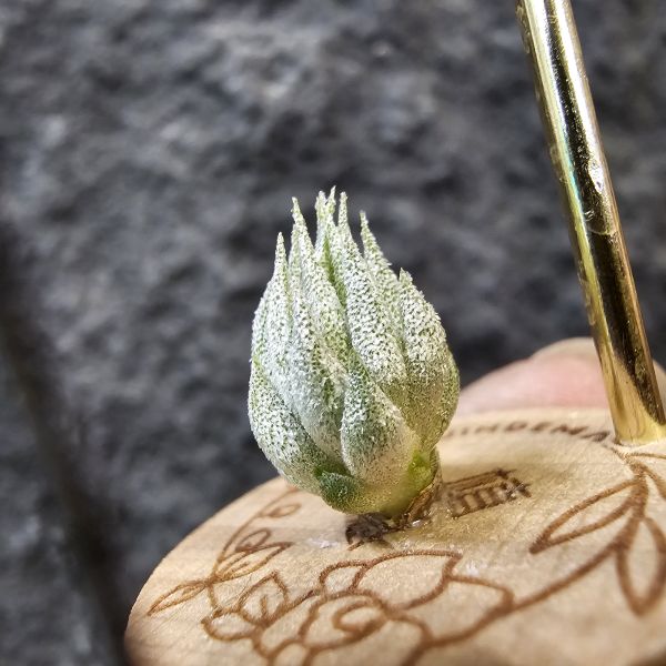 歐洲榛果/Tillandsia ionantha Hazelnut (Europe) 