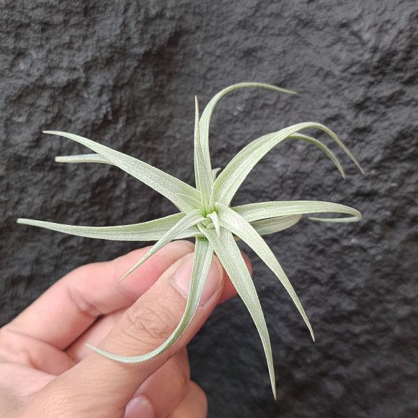 多國花白天使/Tillandsia Stricta Angel White 