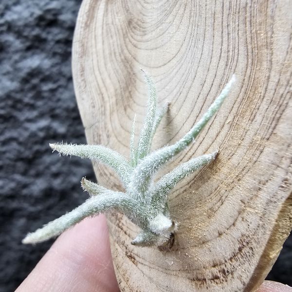 Tillandsia balsasensis(Europe)歐洲正確的巴爾薩斯，少見流通。 